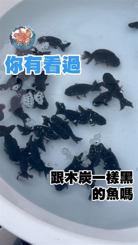 金魚數量 風水|【風水金魚】風水金魚招財有方！數量、顏色、禁忌全攻略